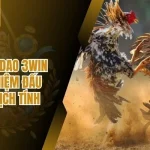 Đá Gà Cựa Dao 3Win – Trải Nghiệm Đấu Trường Kịch Tính