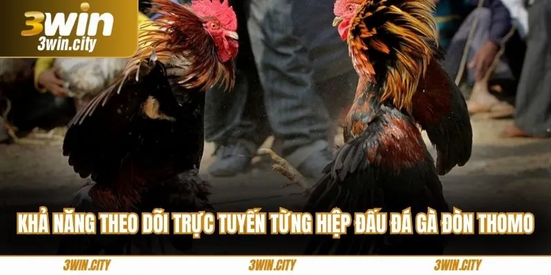Khả năng theo dõi trực tuyến từng hiệp đấu đá gà đòn Thomo