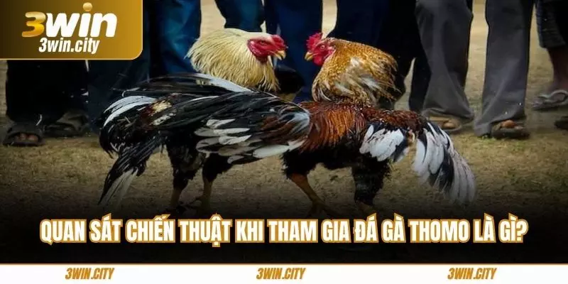 Quan sát chiến thuật khi tham gia đá gà thomo là gì?